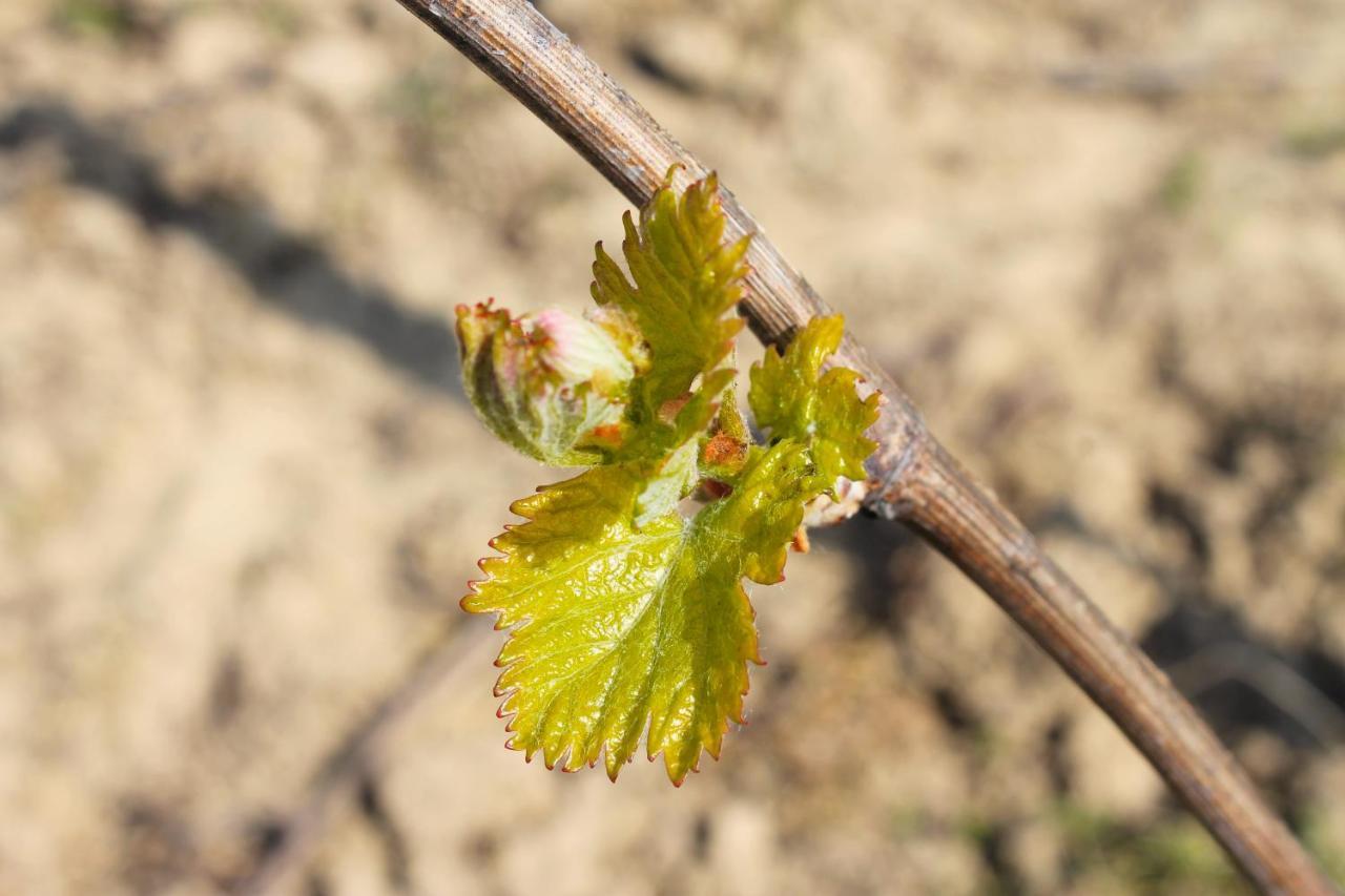 Domaine Joseph Lafarge Wine Resort Oeno-Tonneaux Experience Lugny Экстерьер фото