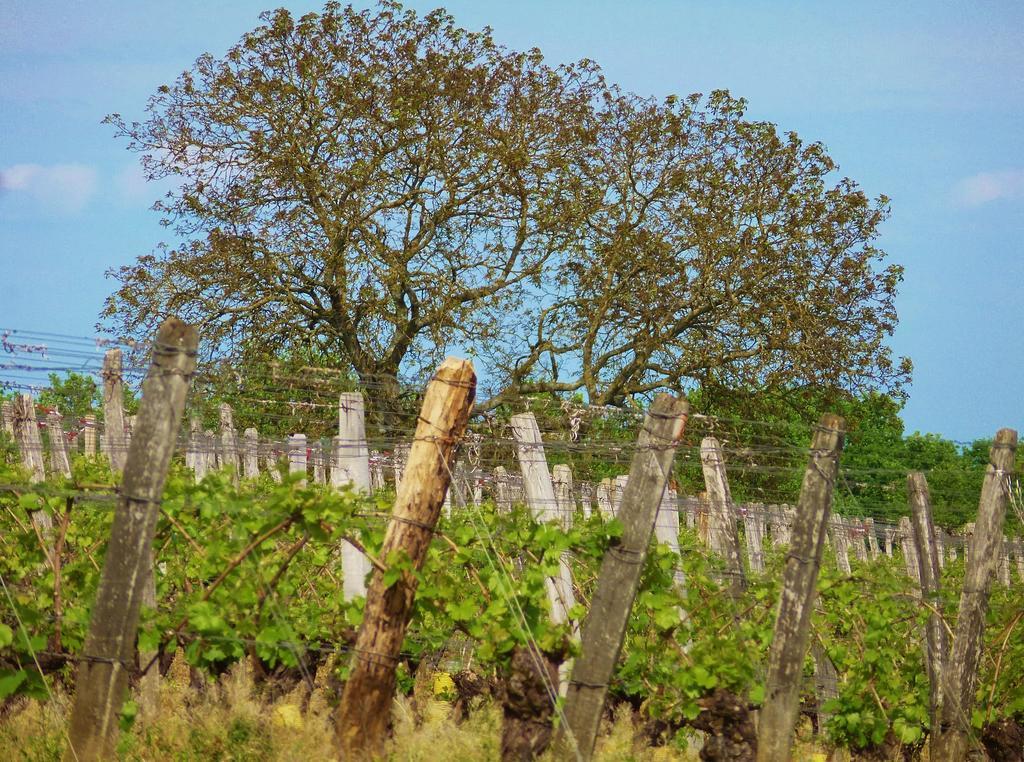 Domaine Joseph Lafarge Wine Resort Oeno-Tonneaux Experience Lugny Экстерьер фото