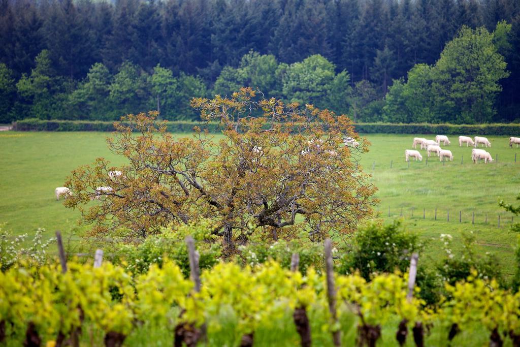 Domaine Joseph Lafarge Wine Resort Oeno-Tonneaux Experience Lugny Экстерьер фото